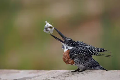 A bird with a little fish in its mouth