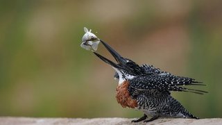 A bird with a little fish in its mouth