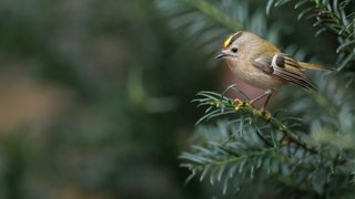 A small bird perched on top of a tree branch
