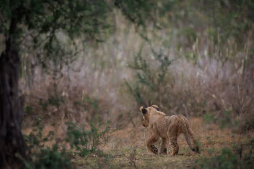 A young lion cub walking through a wooded area